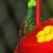 Berylline Hummingbird